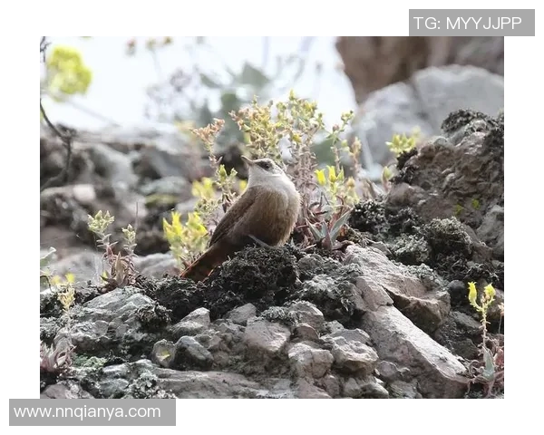探索文图拉县的自然美景与人文魅力，畅享加州的独特风情与丰富历史